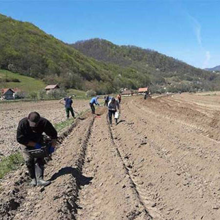 Islamska zajednica obavila sjetvu na 1.160 dunuma vakufskog zemljišta
