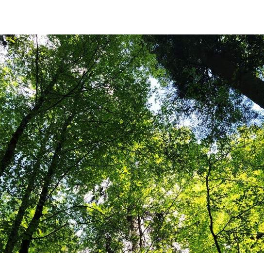 Bosno moja, divna mila...|Prašuma Janj na listi UNESCO-a obogatila turističku ponudu BiH 