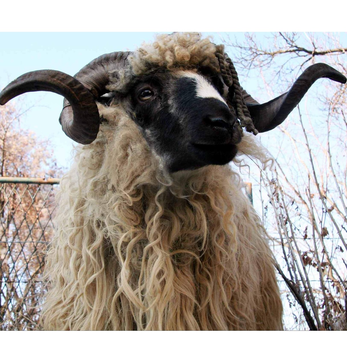 Bajram šerif mubarek olsun!