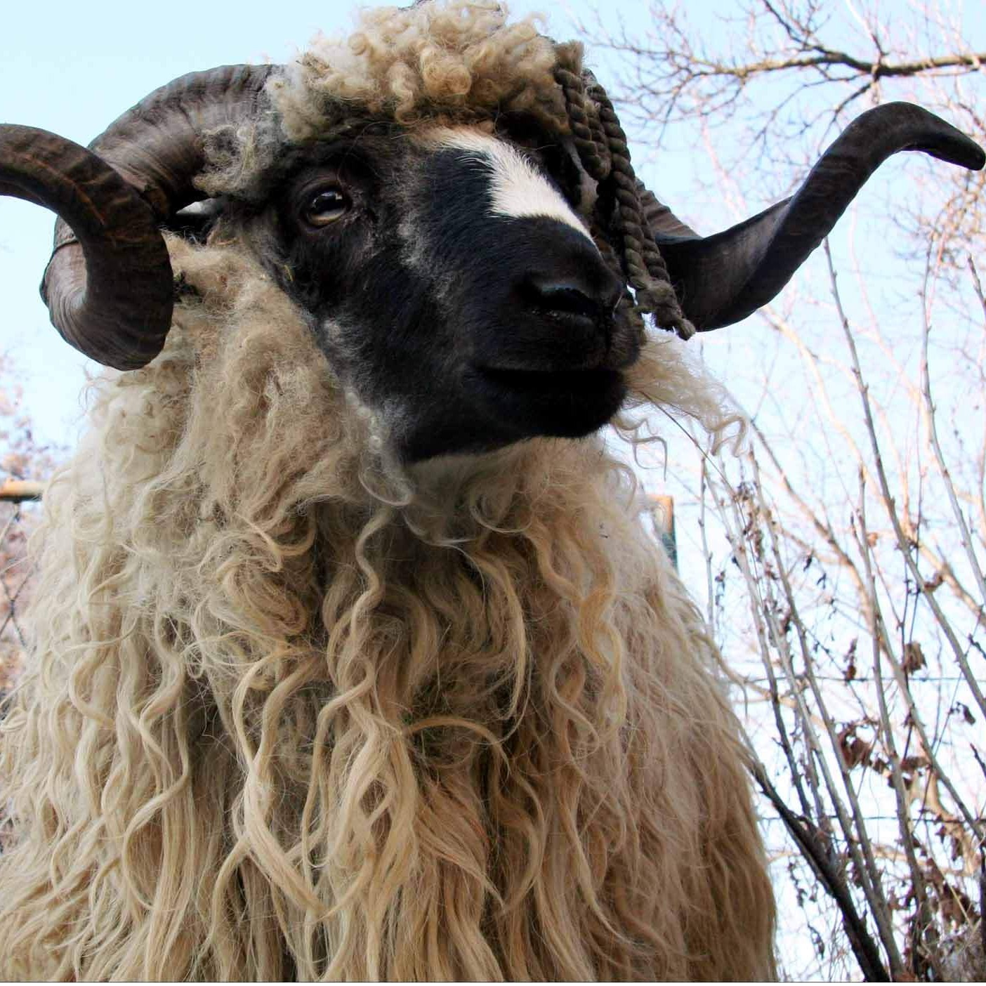 Bajram bez kurbana u Gazi: porodice ostaju bez mesa, nada u pomoći iz BiH
