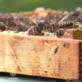 Al Jazeera Svijet: Evropi nedostaje sedam milijardi pčela!