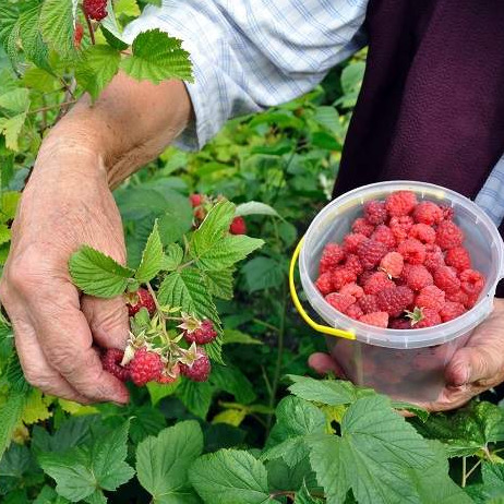 Narod i Pravda: Na sceni uništavanje proizvođača malina