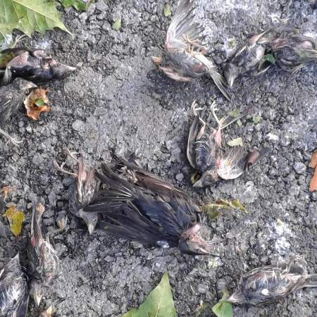 Sinoćnje nevrijeme u Čapljini dovelo do masovnog stradanja ptica 