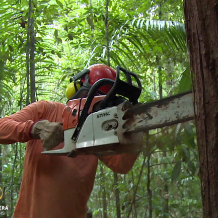 Al Jazeera Svijet: Ugrožena pluća svijeta