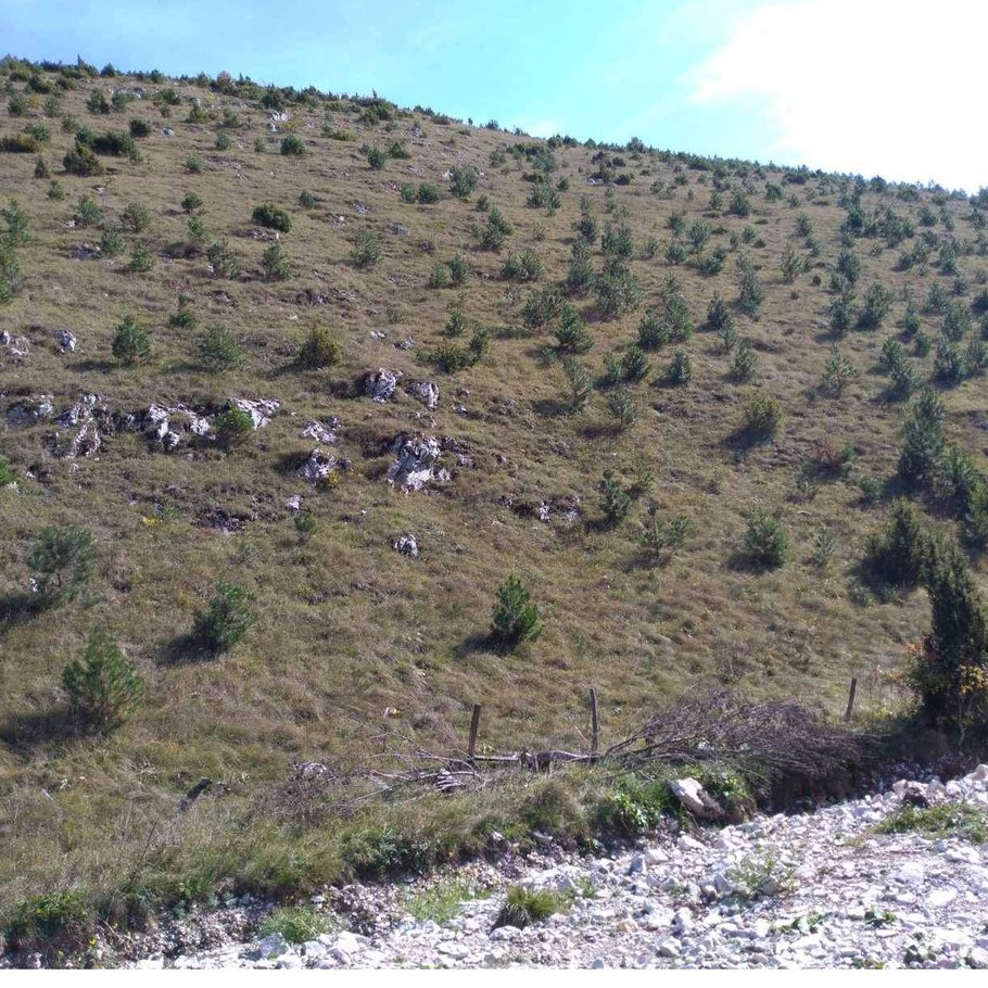 Briga o prirodi: Na Bjelašnici pošumljeno 165 hektara površine