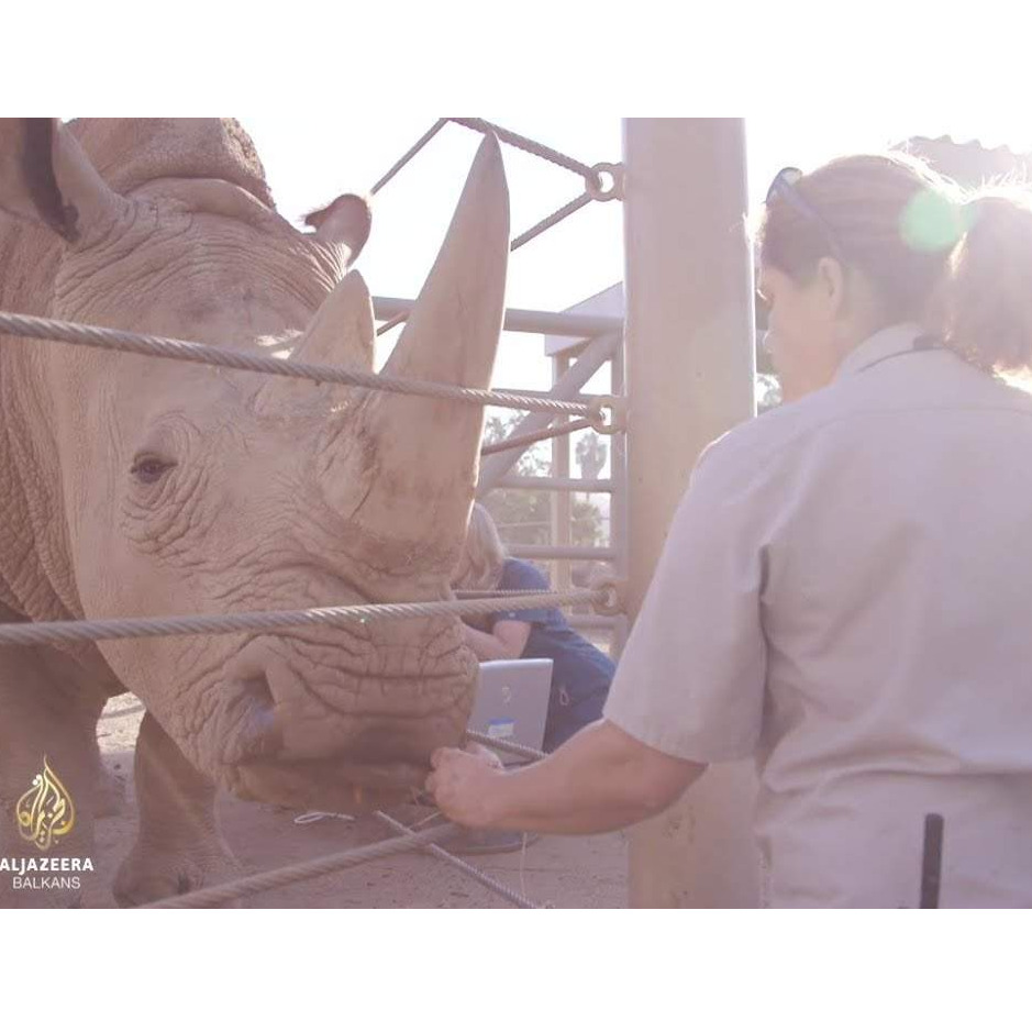 Naučnici umjetnom oplodnjom spašavaju životinje od izumiranja (Video)