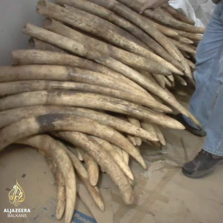 Al Jazeera Svijet: Velika Britanija zabranila trgovinu predmetima od slonovače