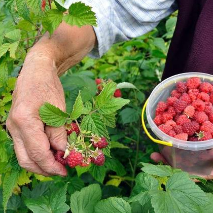 Gradska uprava Zenice pomoći će malinarima u prevazilaženju problema otkupa