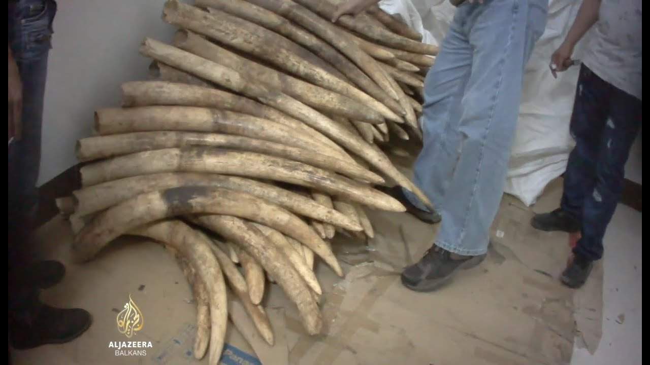 Al Jazeera Svijet: Velika Britanija zabranila trgovinu predmetima od slonovače