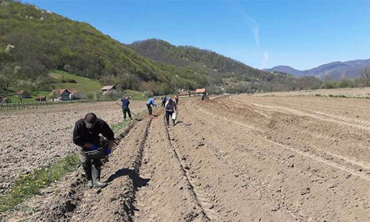 Islamska zajednica obavila sjetvu na 1.160 dunuma vakufskog zemljišta