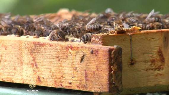 Al Jazeera Svijet: Evropi nedostaje sedam milijardi pčela!